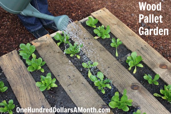 DIY Wood Pallet Garden – Spinach, Lettuce, Celery, Strawberries and Boy Choy