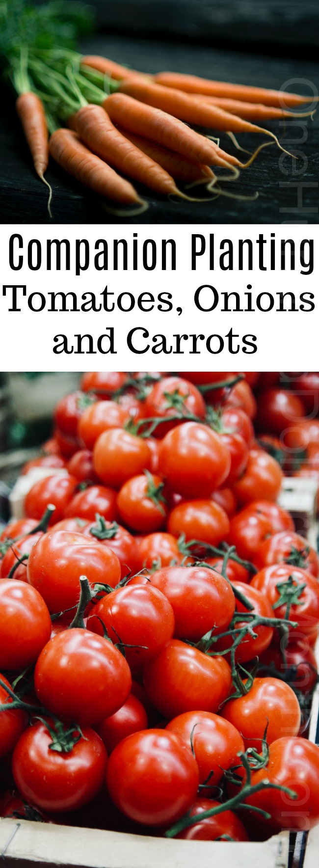 Companion Planting: Tomatoes, Onions and Carrots