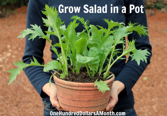 Container Gardening Idea – Grow Salad in a Pot