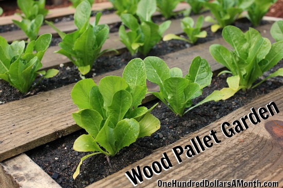 Wood Pallet Gardens – Lettuce, Celery, Strawberries, Bok Choy, Spinach and More