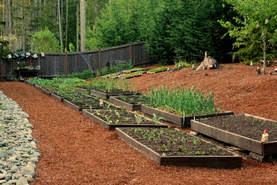 Raised Garden Beds – Growing Cabbage, Garlic, Tomatoes and More