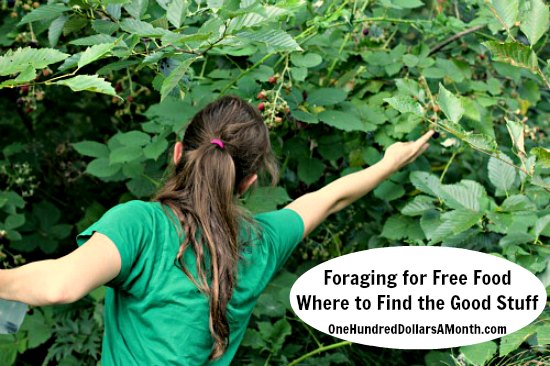 Foraging for Free Food – Where to Find the Good Stuff