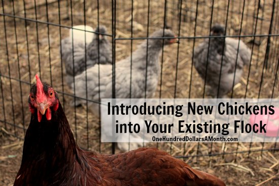 Introducing New Chickens into Your Existing Flock