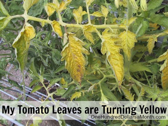 Ask Mavis – Help! My Tomato Leaves are Turning Yellow