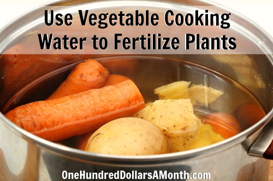 Garden Tip – Use Vegetable Cooking Water to Fertilize Plants
