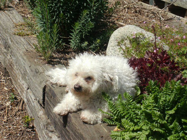 Andi From Mt. Vernon, Washington Shares Her Garden Photos