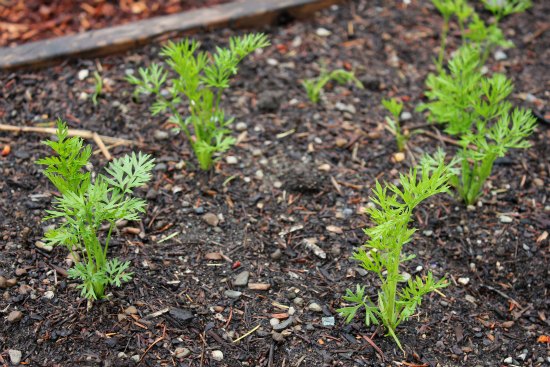 carrot seedlings image carrot seedlings image