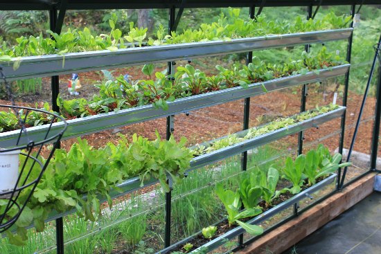 Growing Vegetables in a Greenhouse - One Hundred Dollars a ...