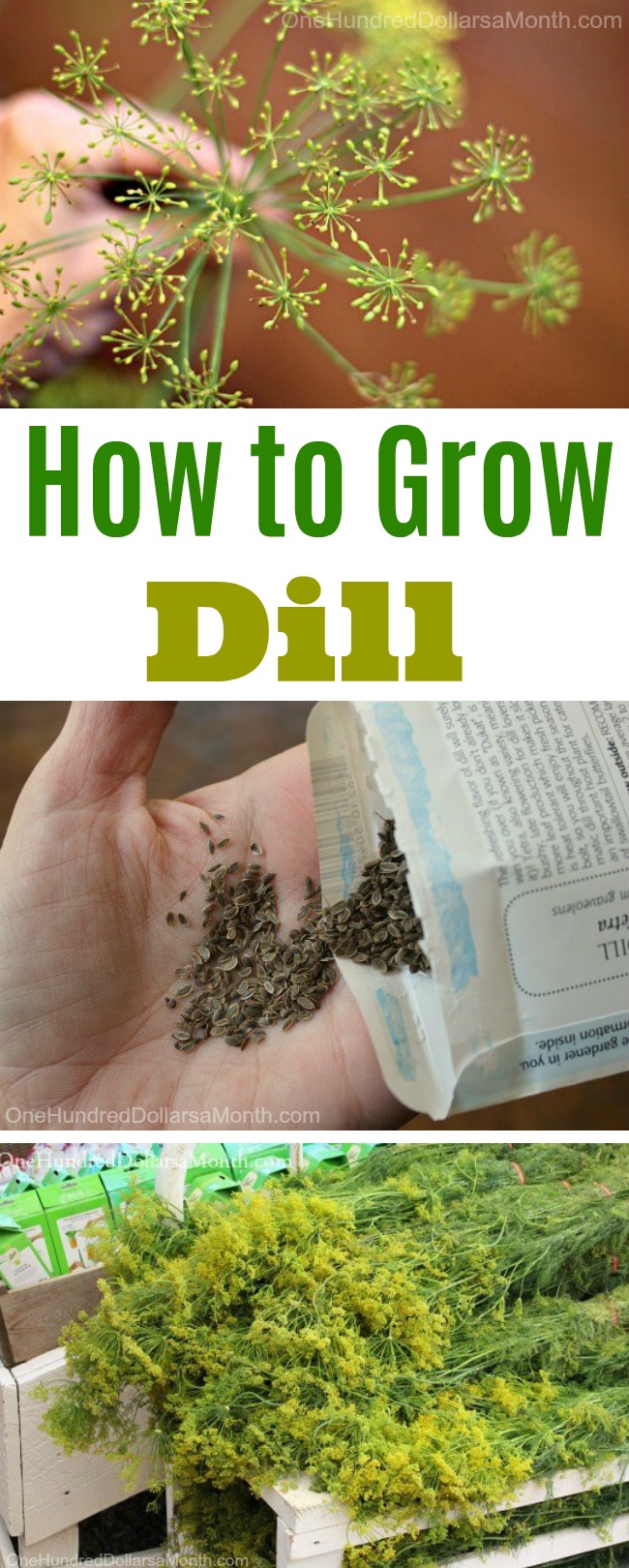 How to Grow Dill {Start to Finish}