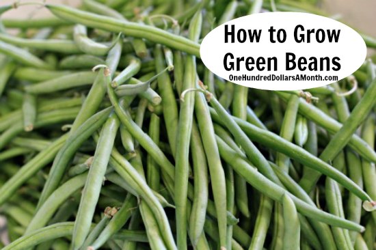 How to Grow Beans {Start to Finish} - One Hundred Dollars a Month