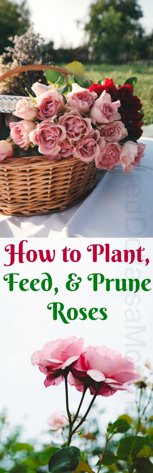 How to Plant, Feed, and Prune Roses