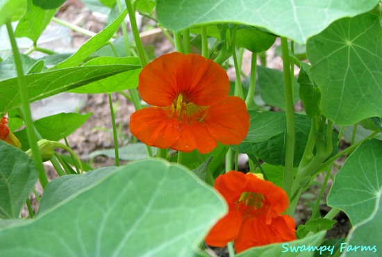 Mavis Mail – Teri From Deville, Louisiana Sends in Her Garden Photos