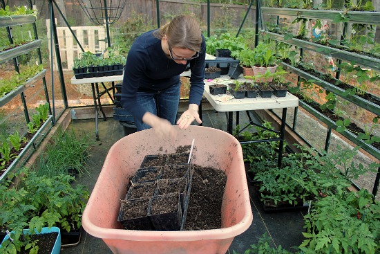 Mavis Garden Blog – Planting Squash Seeds