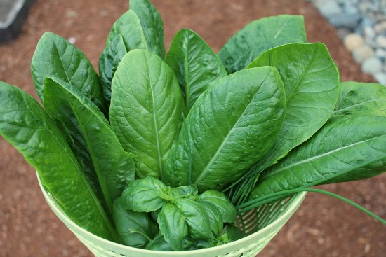 How to Grow Your Own Food – 5/8/2013 Garden Tally