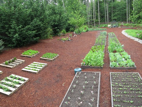 Mavis Butterfield | Backyard Garden Plot Pictures – Week 22 of 52