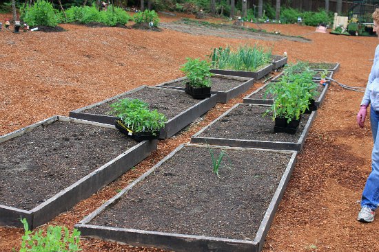 Mavis Garden Blog – Planting Tomatoes in Raised Garden Beds