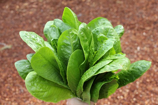 How to Grow Your Own Food – 5/15/2013 Garden Tally