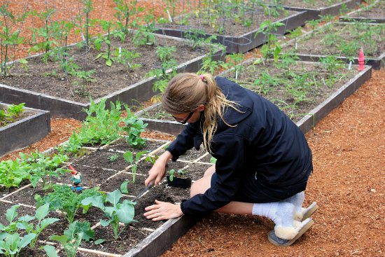 Mavis Butterfield | Backyard Garden Plot Pictures – Week 46 of 52