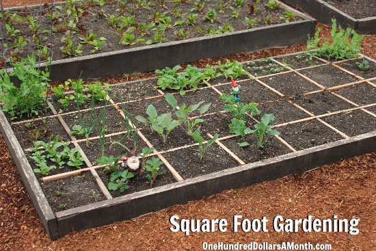 Square Foot Gardening – Potatoes, Onions, Strawberries, Kale and More
