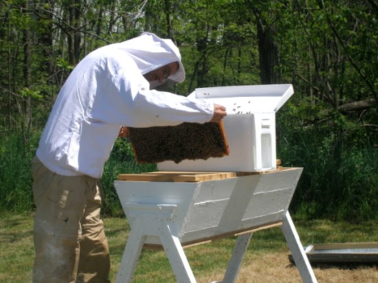 Information on Top Bar Bee Hives with Pictures