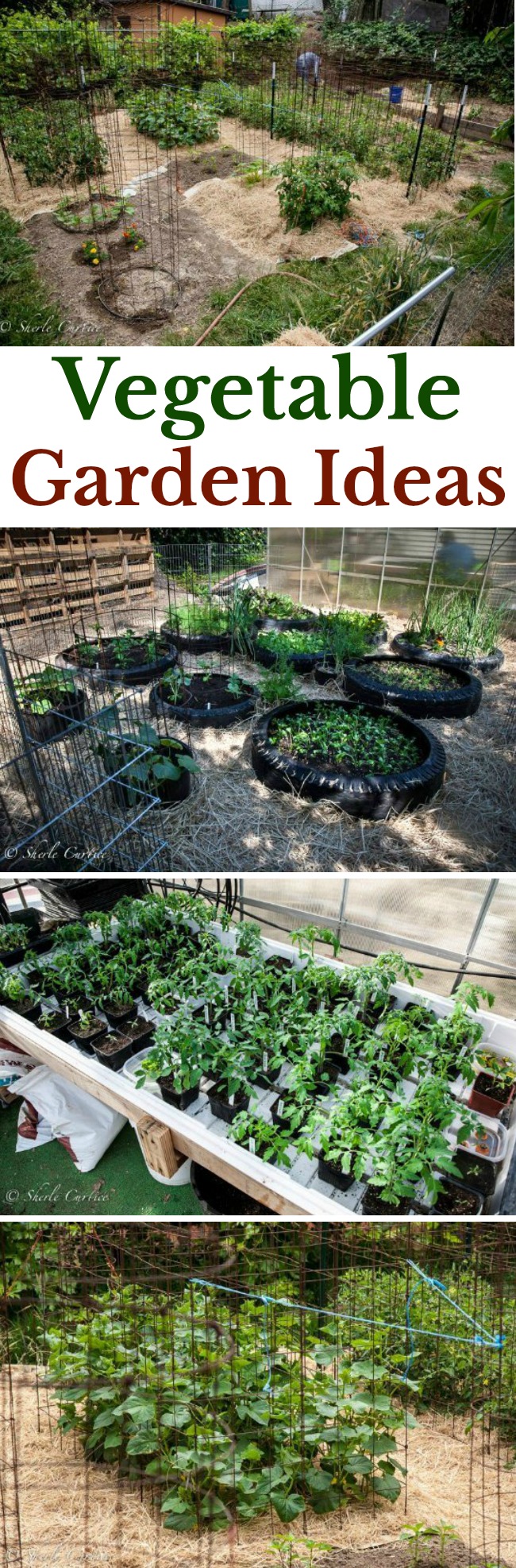 Bob and Sherle From California Share Their Vegetable Garden Photos