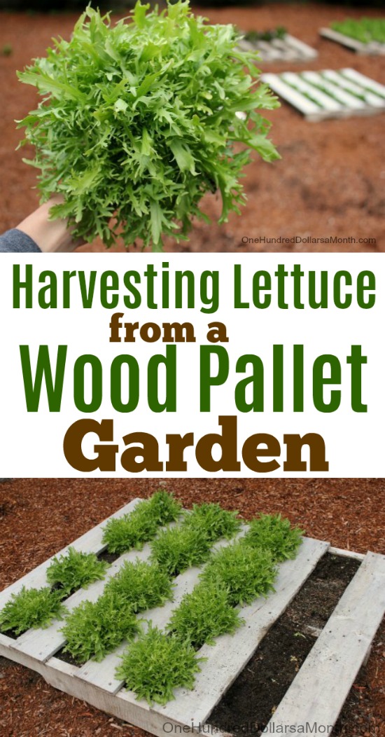Wood Pallet Garden – Harvesting Lettuce