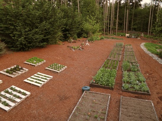 Mavis Butterfield | Backyard Garden Plot Pictures – Week 21 of 52