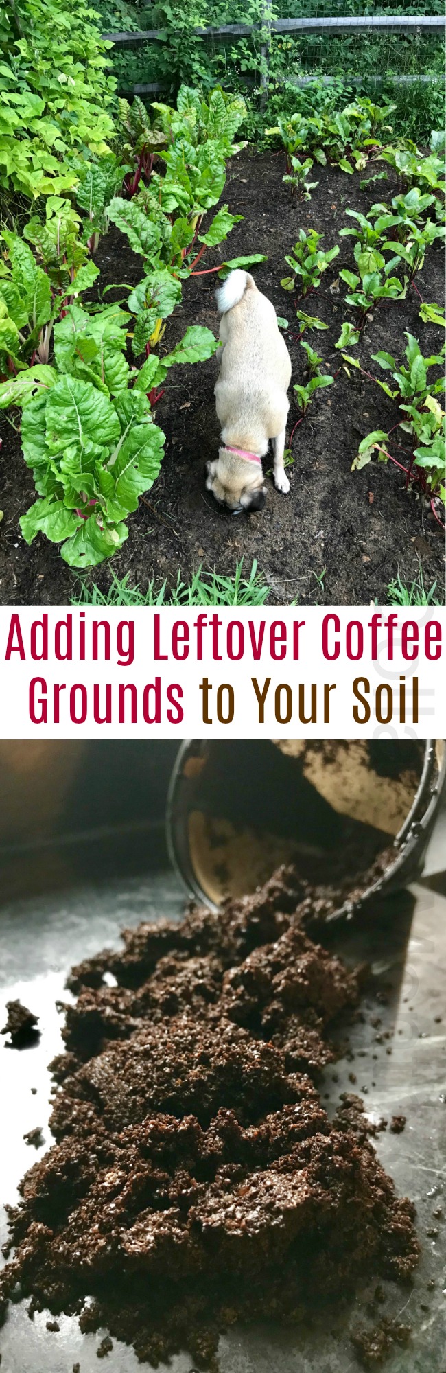 Garden Tip – Add Leftover Coffee Grounds to Your Soil