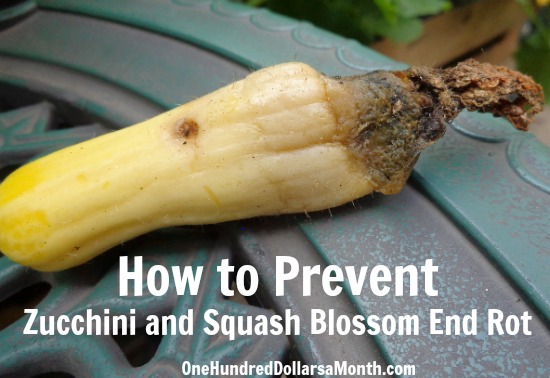 How to Prevent Zucchini and Squash Blossom End Rot