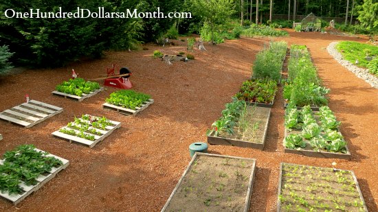 Mavis Butterfield | Backyard Garden Plot Pictures – Week 25 of 52