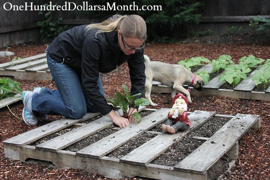 Pallet Gardening – Planting Swiss Chard