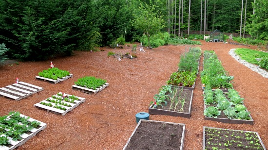 Mavis Butterfield | Backyard Garden Plot Pictures – Week 24 of 52