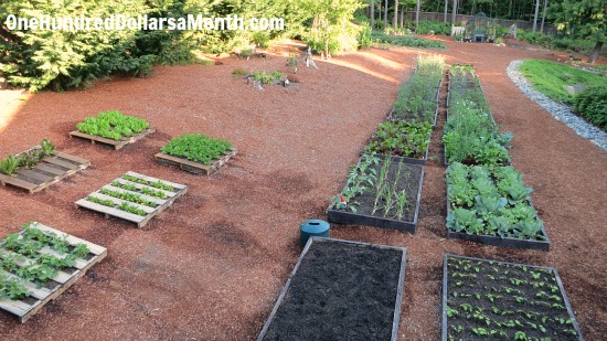Mavis Butterfield | Backyard Garden Plot Pictures – Week 23 of 52