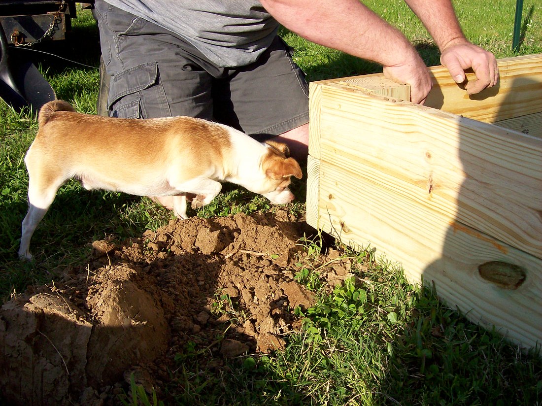 Laurie Sends in Pictures of Her Chicken Coop Tractor and Garden Beds