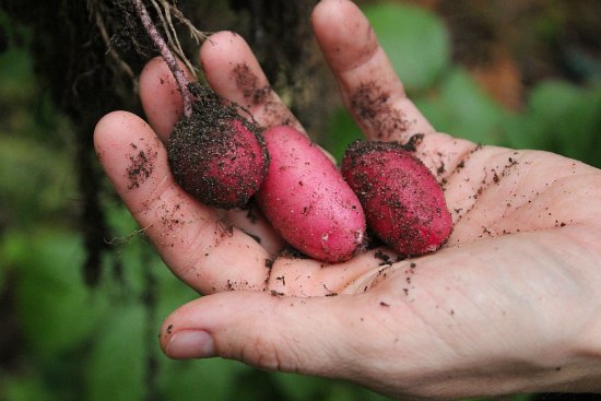 Digging Up New Potatoes