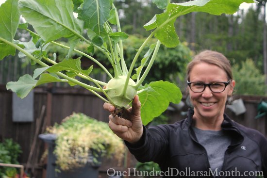 Square Foot Gardening – Growing Vegetables in Squares is Cool!