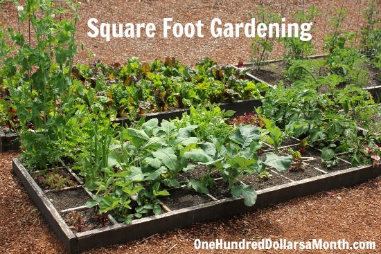 Square Foot Gardening: First Harvest