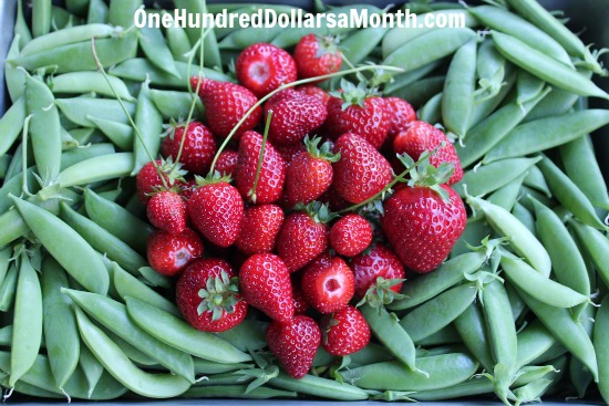 How to Grow Your Own Food – 6/12/2013 Garden Tally