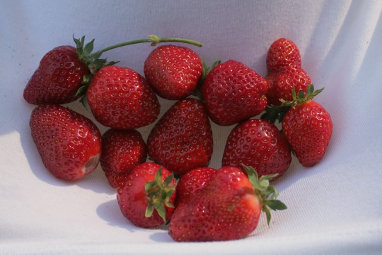 How to Grow Your Own Food – 6/5/2013 Garden Tally