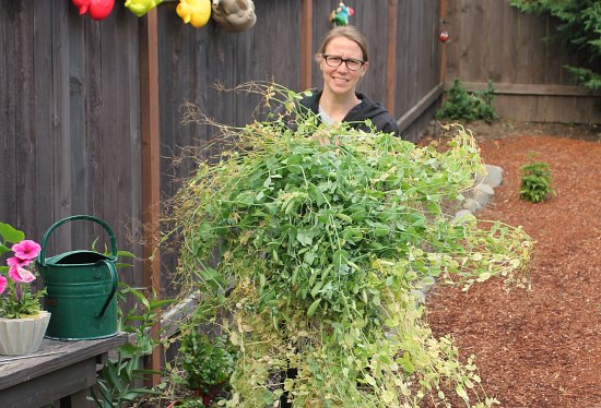 Mavis Garden Blog  – Replanting Zucchini Plants … Again!