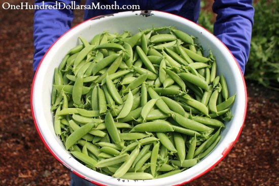 How to Grow Your Own Food – 6/19/2013 Garden Tally