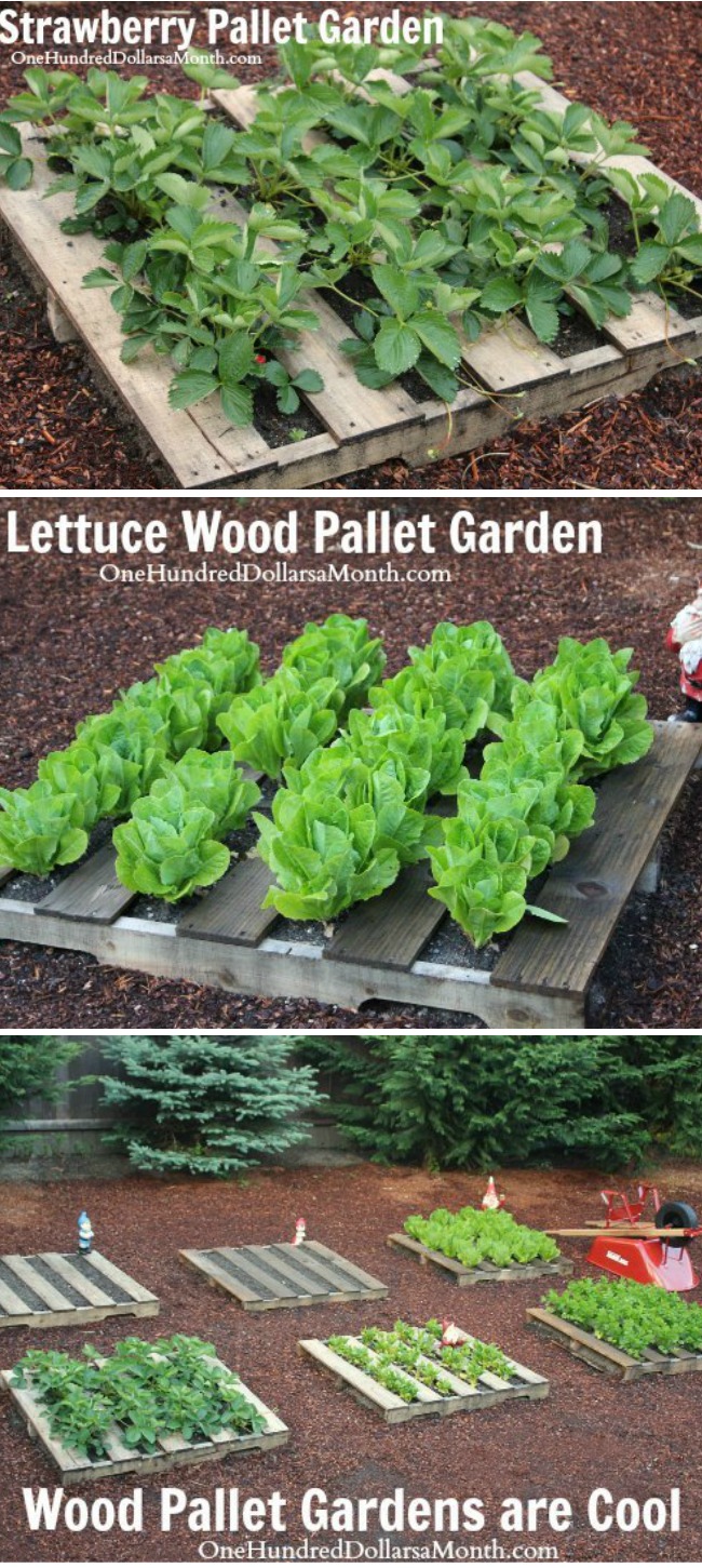 Wood Pallet Garden Pictures- Lettuce, Strawberries, Celery and Lettuce