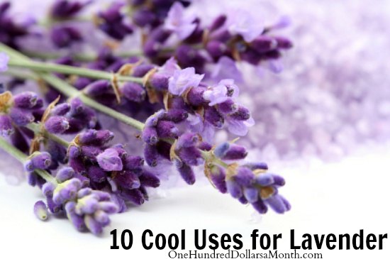 10 Cool Uses for Lavender