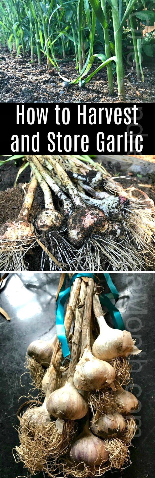 How to Harvest and Store Garlic