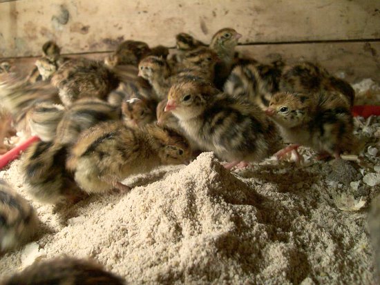 Baby Quail Eggs Hatching