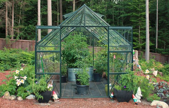 Growing Greenhouse Tomatoes and Cucumbers in the Pacific Northwest