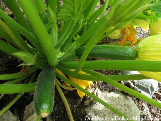 Mavis Garden Blog – Zucchini, Beans, Chard and More
