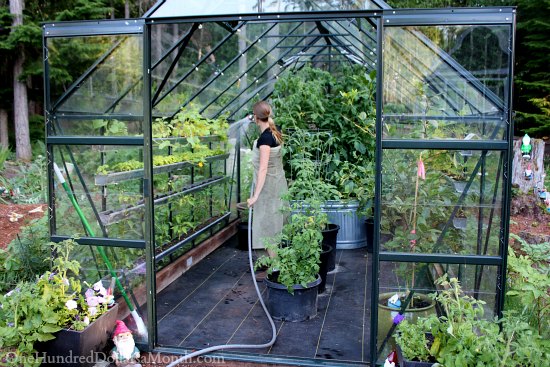 Greenhouse Vegetable Gardening