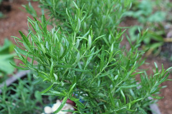 My Favorite Herbs for Container Gardens