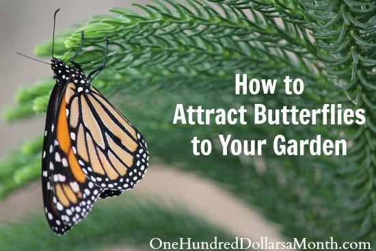How to Attract Butterflies to Your Garden